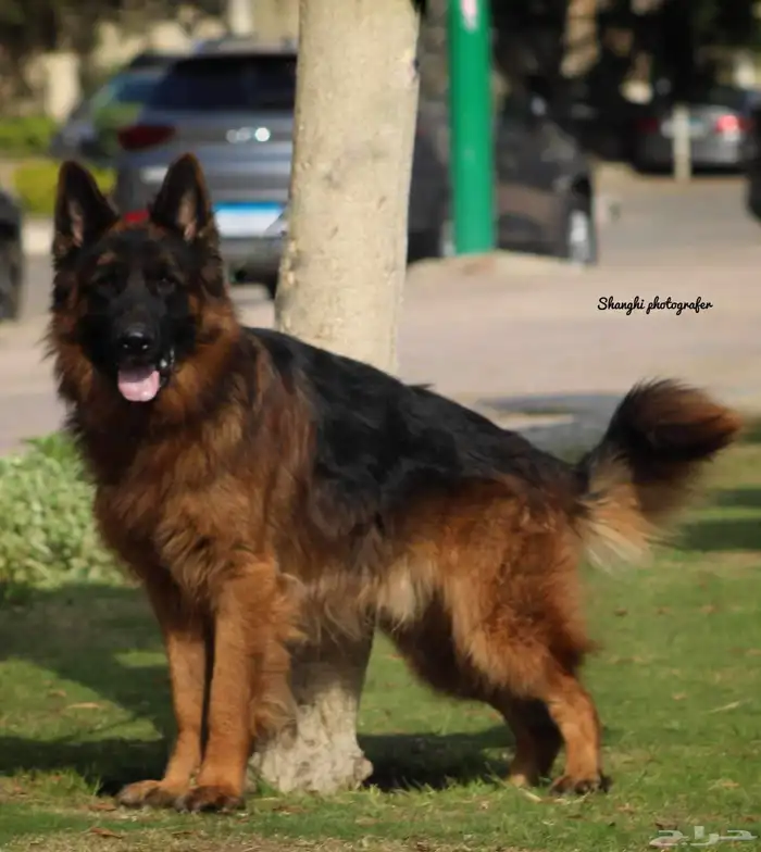 مدرب كلاب 10