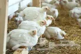 مطلوب دجاج لاحم 0