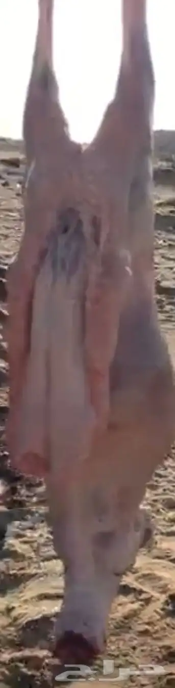 للبيع ذبيح رفيد طيبه شامل الذبح وتوصيل 3