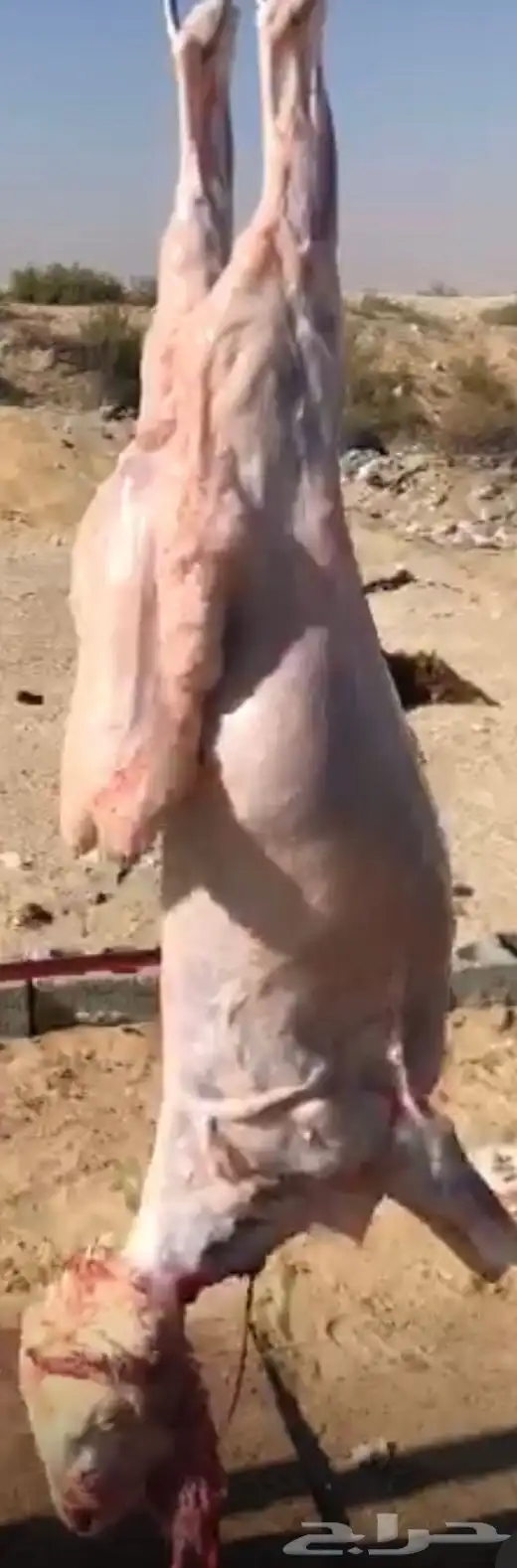للبيع ذبيح رفيد طيبه شامل الذبح وتوصيل 2