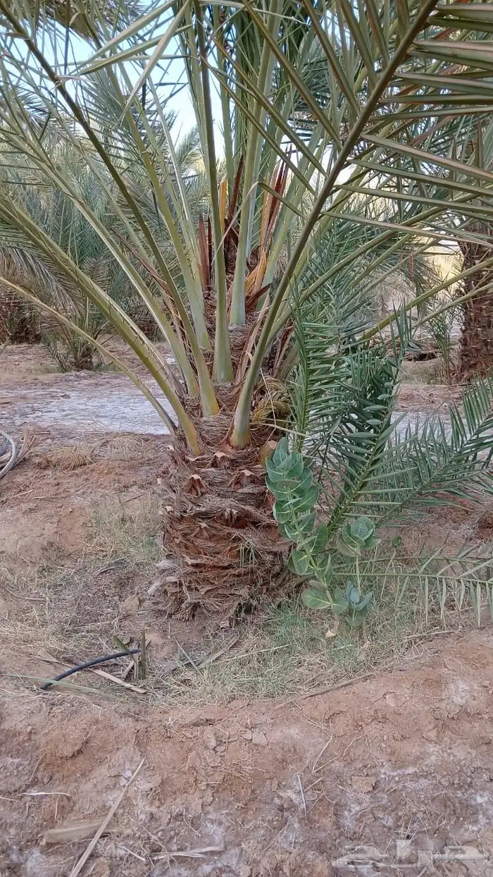 نخل وفسايل وجثايث مشكل 8