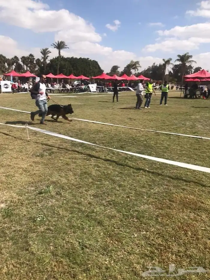 مدرب كلاب 9