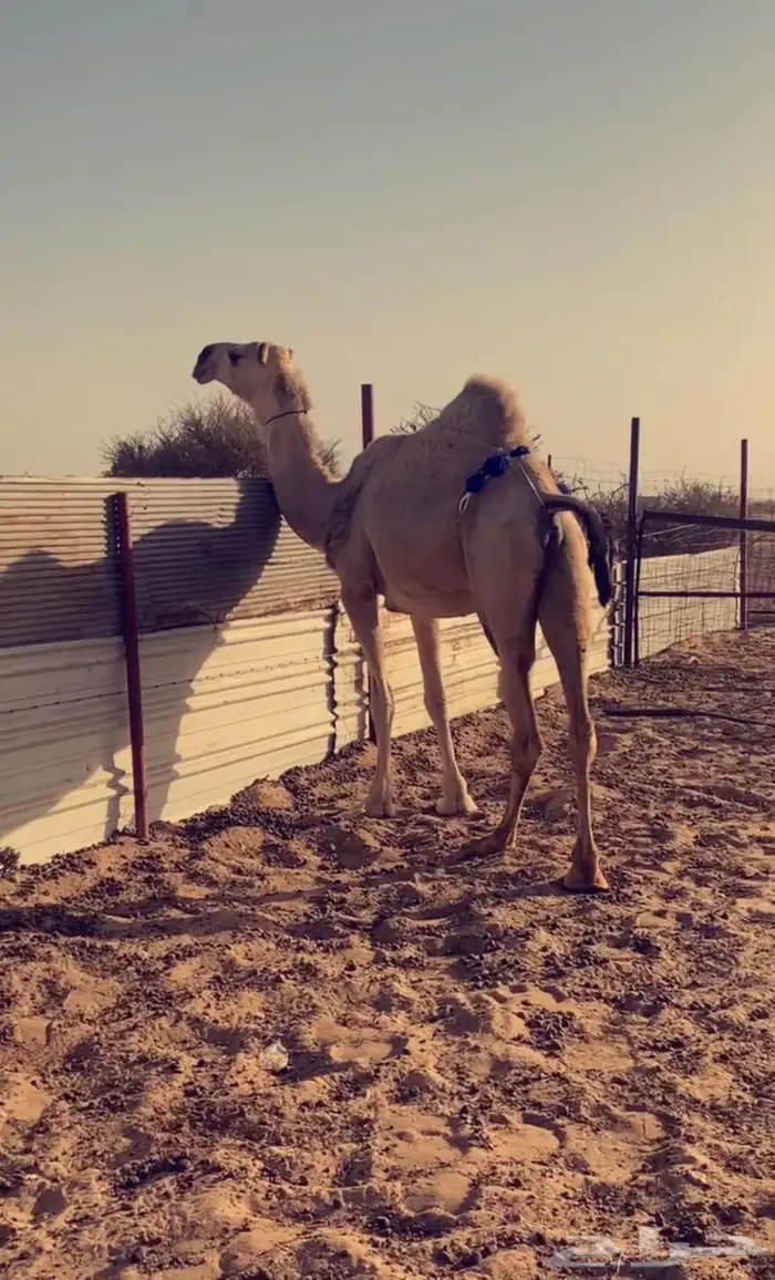 عشراء معشر تحتها بكره فرديه 1