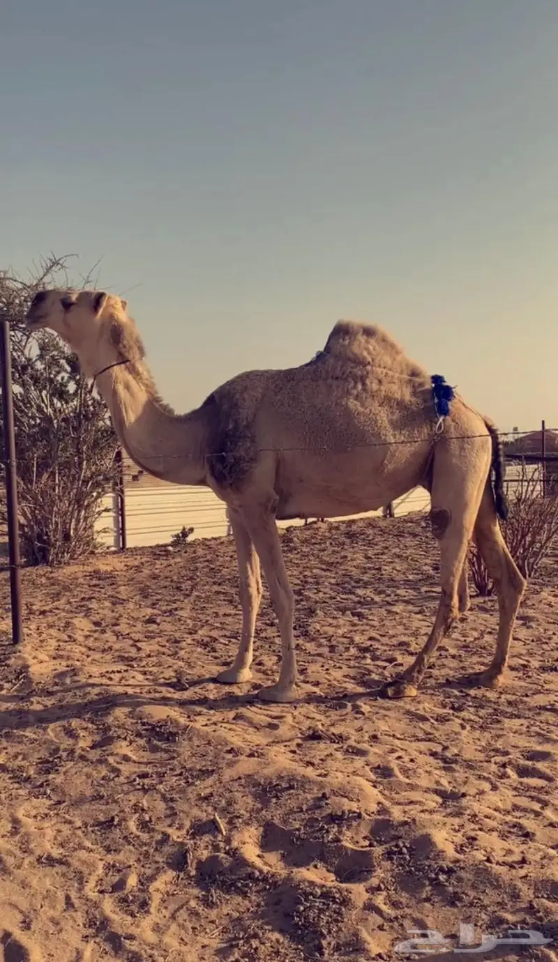 عشراء معشر تحتها بكره فرديه 0