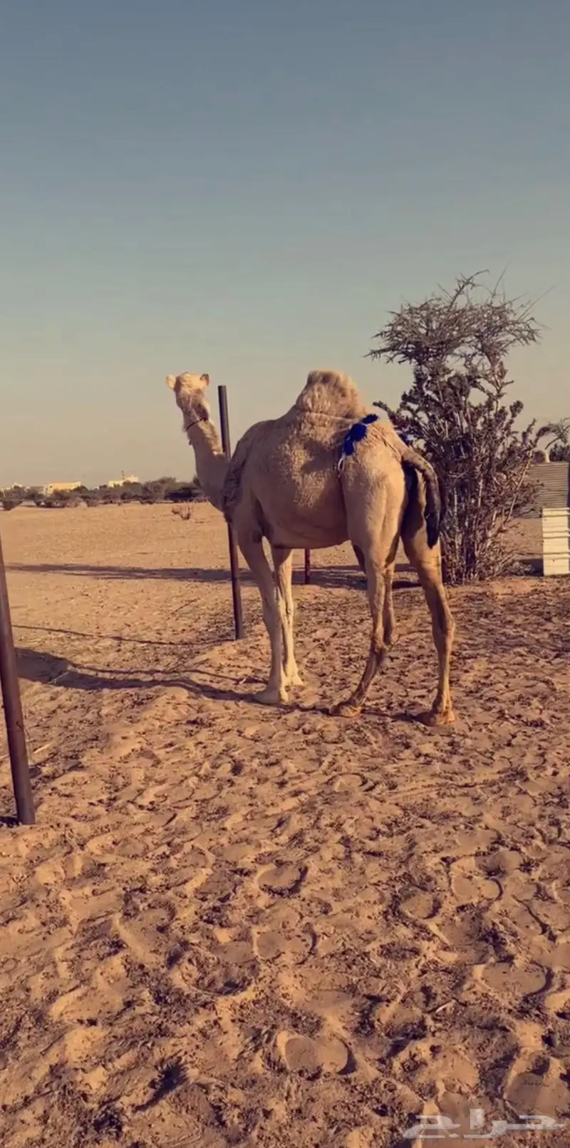 عشراء معشر تحتها بكره فرديه 2