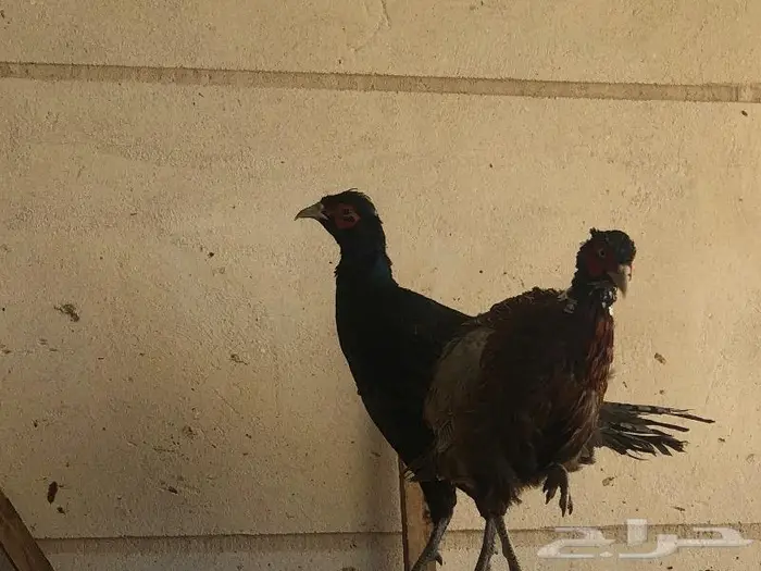 ذكر طير الفرن الأمريكي ( فزن أمريكي ) 12