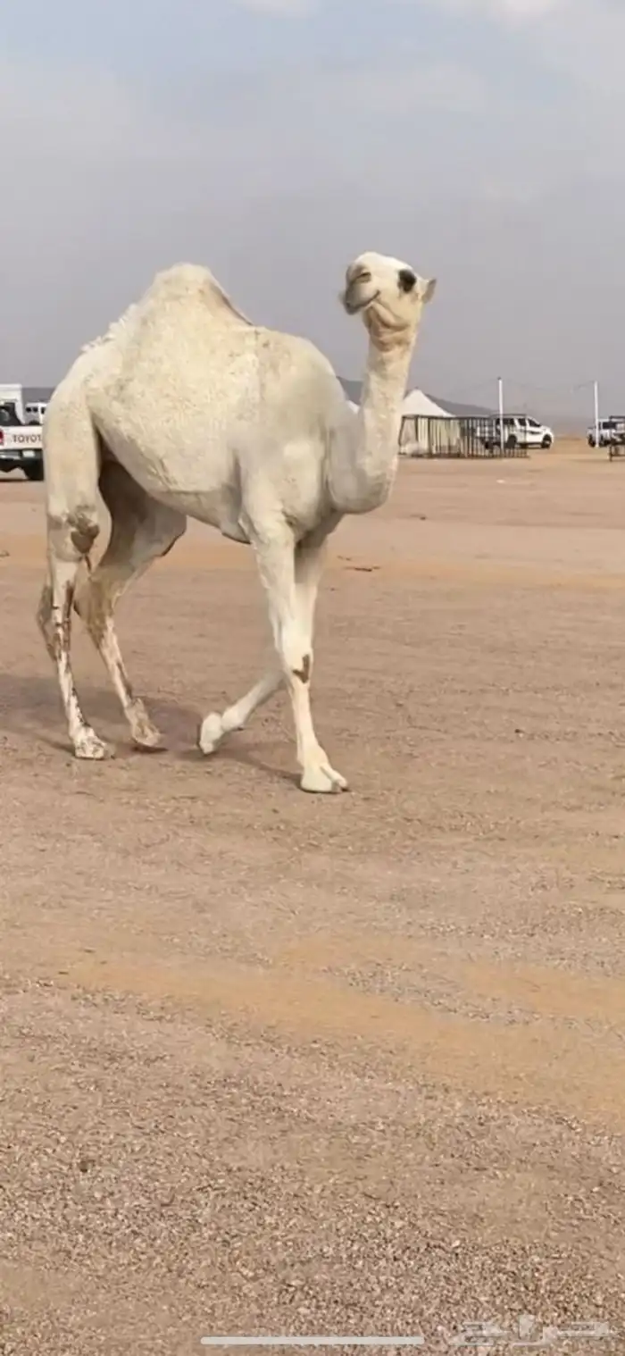 بكره رمانيه 0