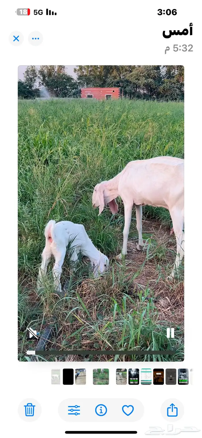 ماعز بنجابي حر بيور 2