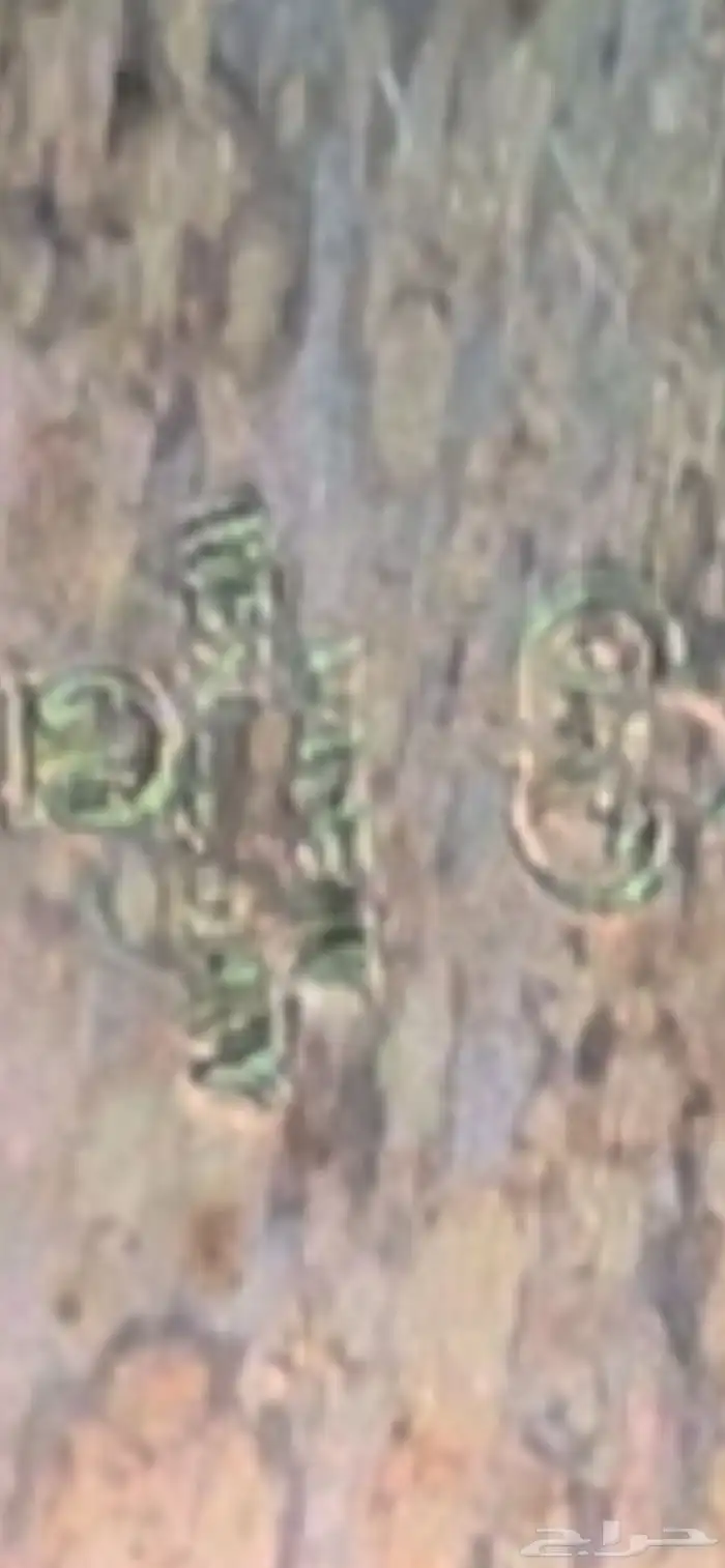 دلال نوادر 2