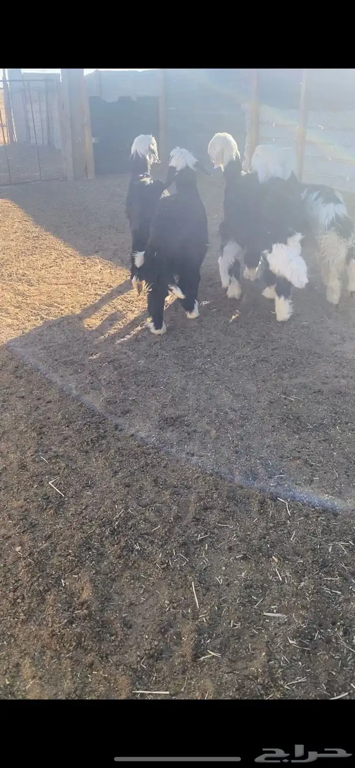 رخال نجد مقفله شحم جذعات 1