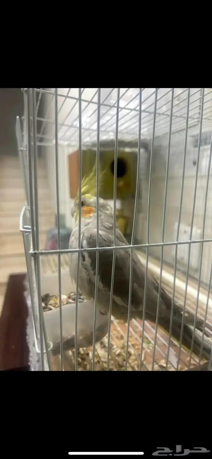 طير كروان للبيع 2