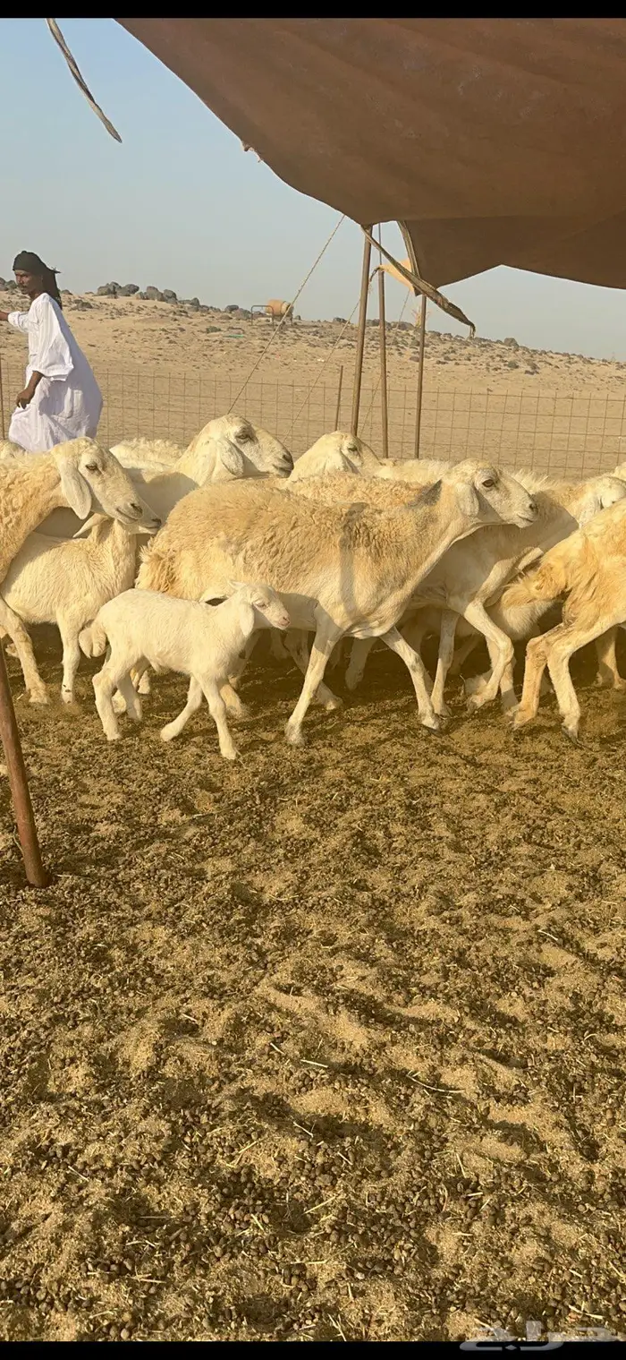 غنم خلفات حرش صنف طيب 4