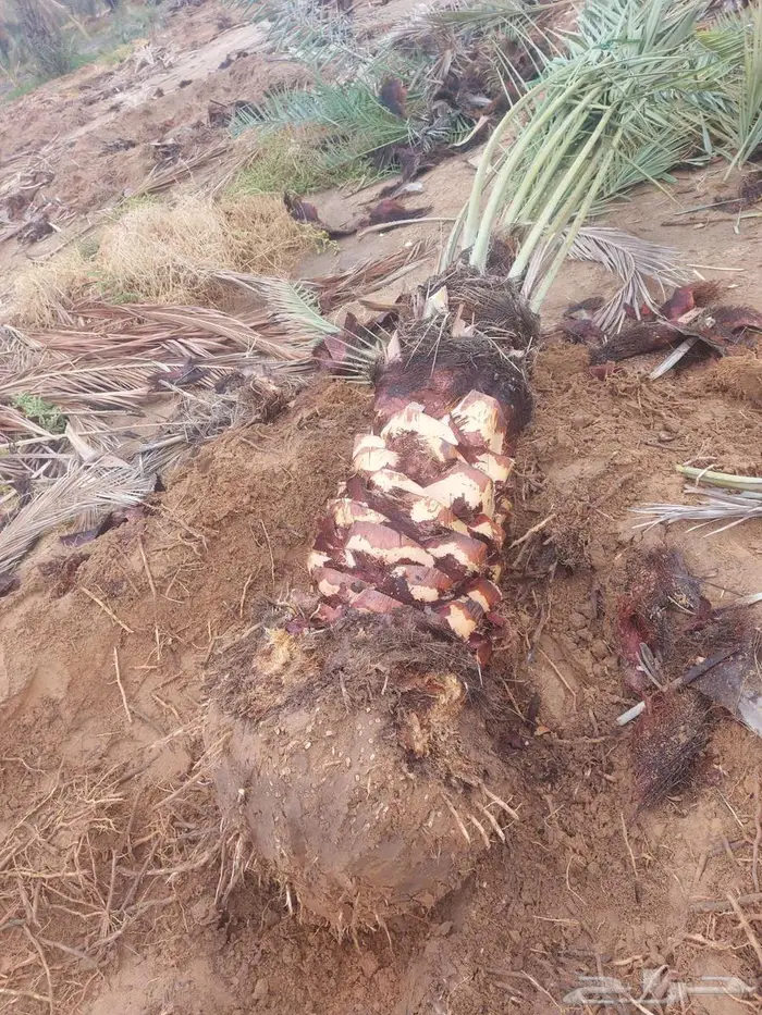 سلام عليكم يوجد لدينا انخيل صقعي درجه اولا مطوق اعمر 1