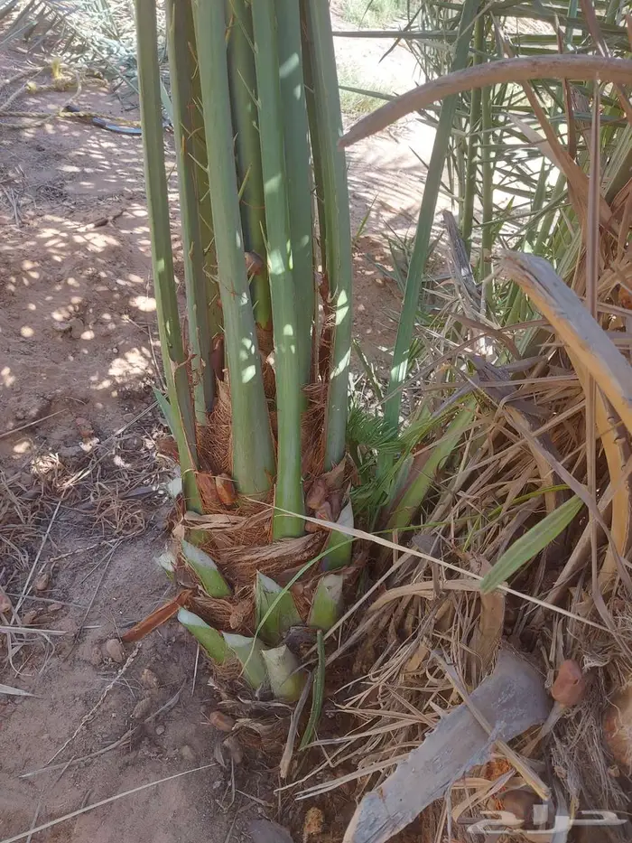 سلام عليكم يوجد لدينا انخيل صقعي درجه اولا مطوق اعمر 0