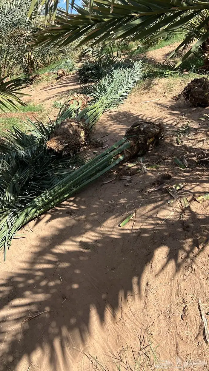 نخل وفسايل وجثايث مشكل 7