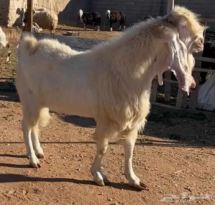 تيس فحل مشروط 1