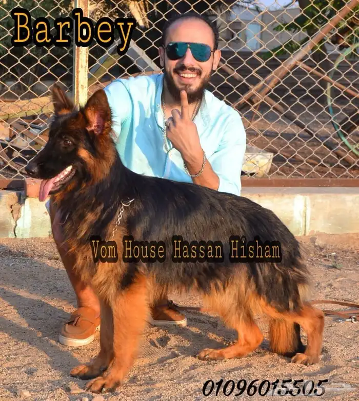 مدرب كلاب 3