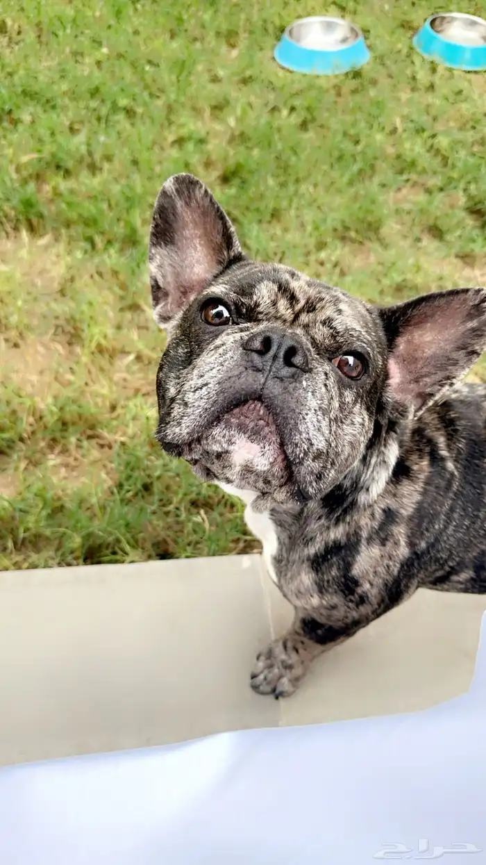 فرنش بولدوق French bulldog 1