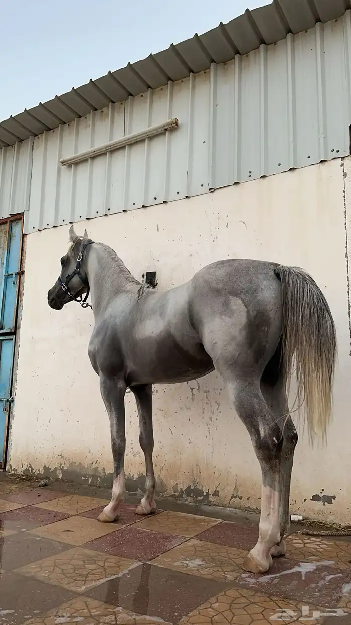 حصان واهو 0