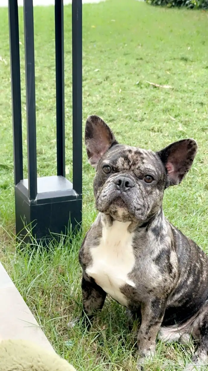 فرنش بولدوق French bulldog 0