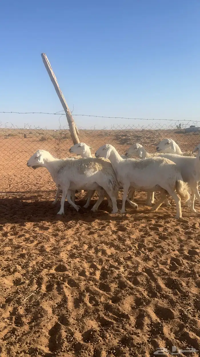 للبيع غنم حريات ( تم البيع الله يبارك ) 2