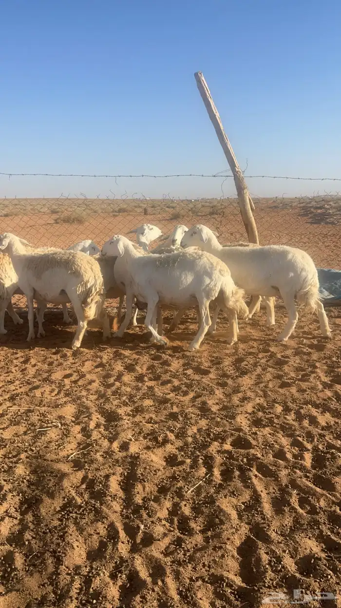 للبيع غنم حريات ( تم البيع الله يبارك ) 3