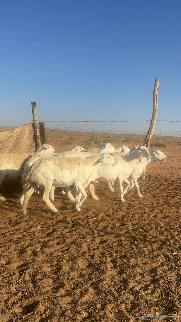 للبيع غنم حريات ( تم البيع الله يبارك ) 0
