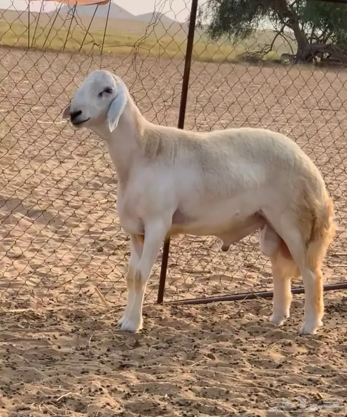 مشروع فحل تم البيع 1