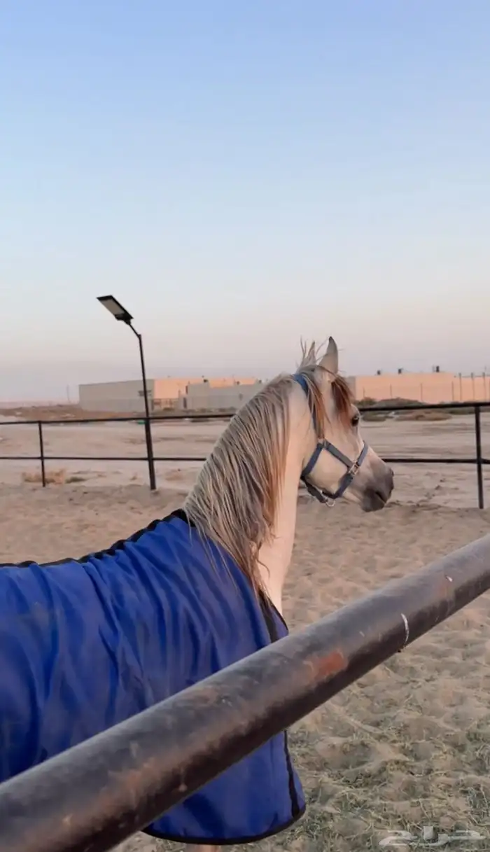 حصان واهو 2