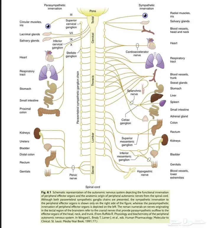 الطب البشري ( شرح pdfs   ملخصات   حل mcq( 1