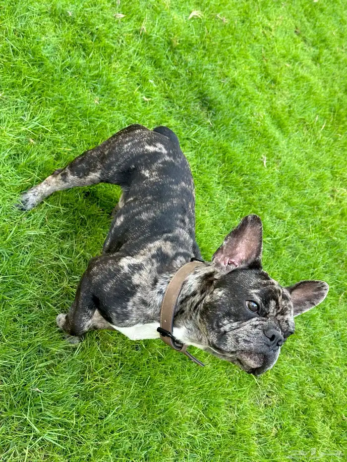 فرنش بولدوق French bulldog 4