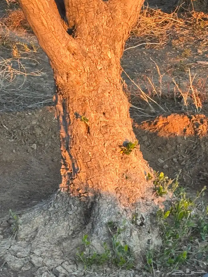 شجر زيتون معمر للبيع 4