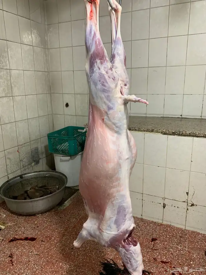 حري ذبائح مناسبات ذبايح ضيوف ثلاجه يوجد صلاخه وتوصيل 7