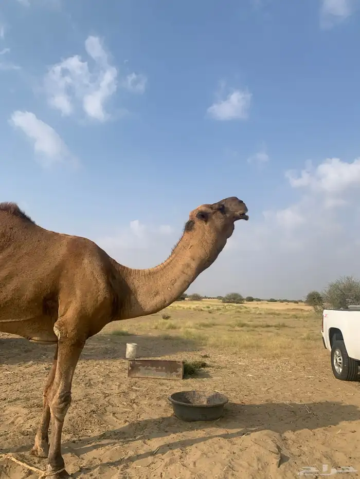 بعير احمر ناب ضراب واعشار للبيع 1