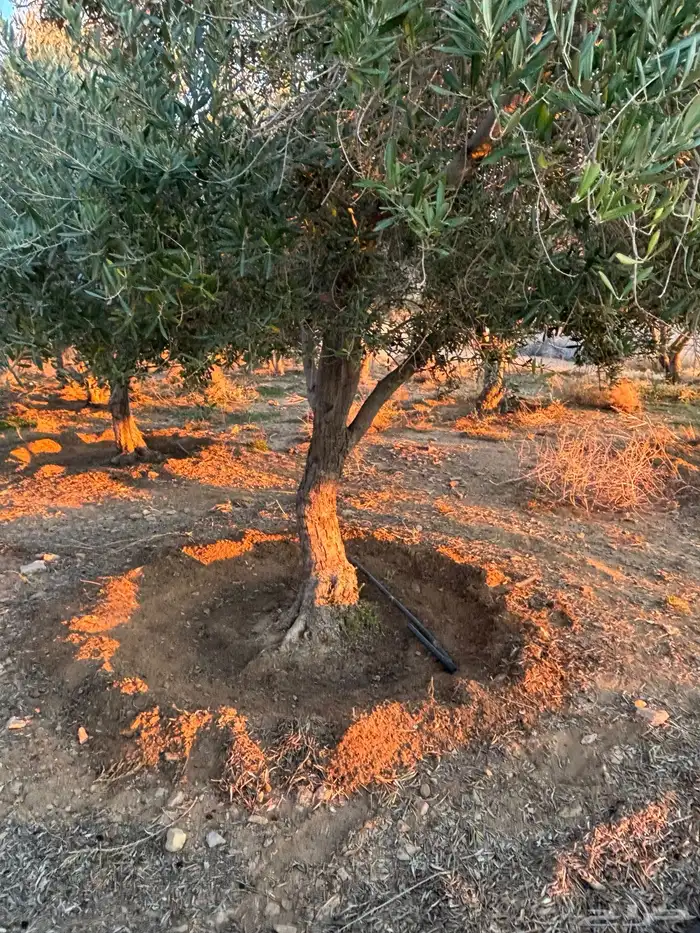 شجر زيتون معمر للبيع 8