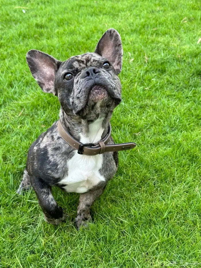 فرنش بولدوق French bulldog 3