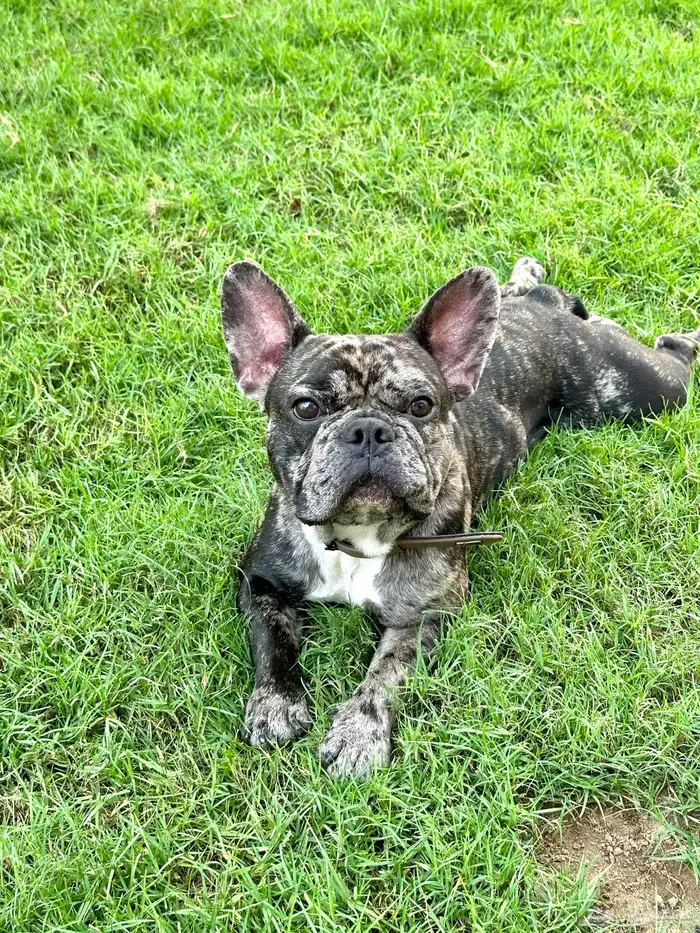 فرنش بولدوق French bulldog 2