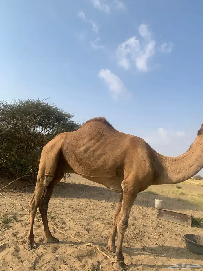 بعير احمر ناب ضراب واعشار للبيع 2