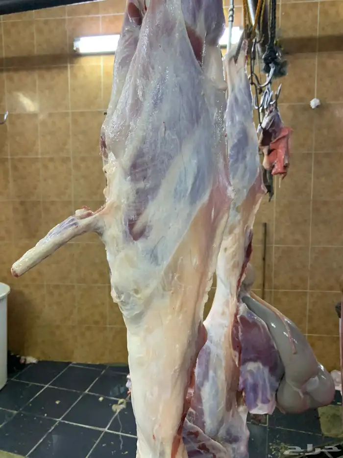 حري ذبائح مناسبات ذبايح ضيوف ثلاجه يوجد صلاخه وتوصيل 11