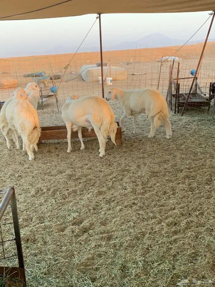 حري ذبائح مناسبات ذبايح ضيوف ثلاجه يوجد صلاخه وتوصيل 2