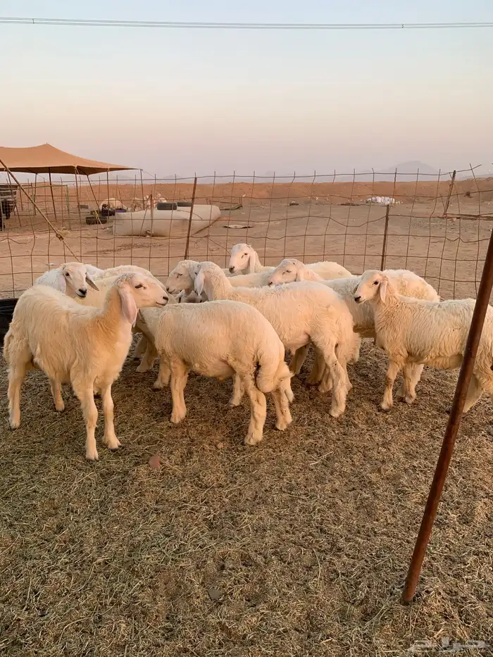 حري ذبائح مناسبات ذبايح ضيوف ثلاجه يوجد صلاخه وتوصيل 6