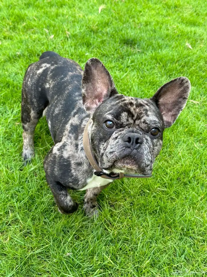 فرنش بولدوق French bulldog 5