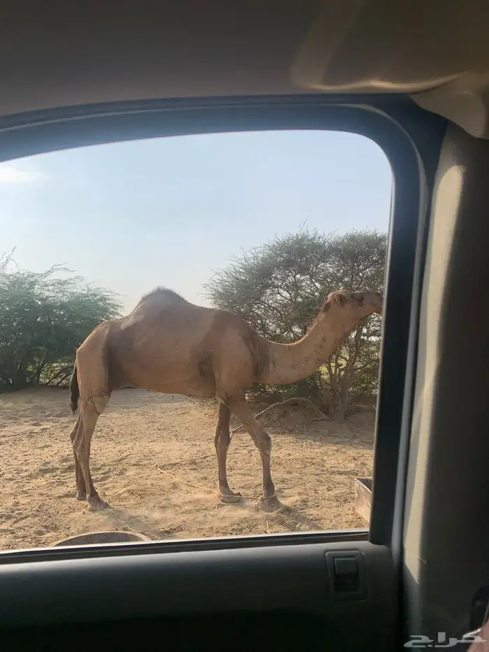 بعير احمر ناب ضراب واعشار للبيع 3
