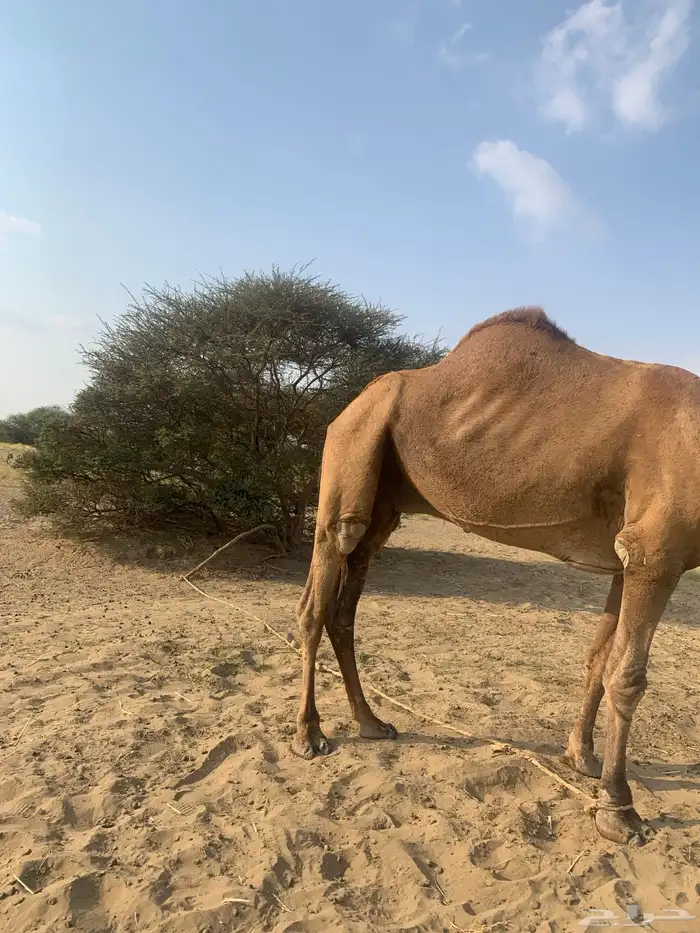 بعير احمر ناب ضراب واعشار للبيع 0