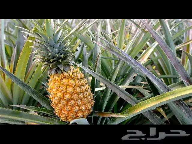 شتلات انناس 1