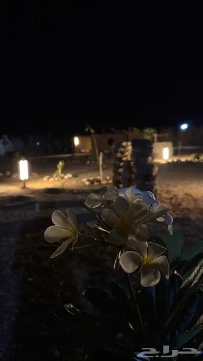 ( للايجار مخيم جديد ) مقابل مخطط الملك فهد 31