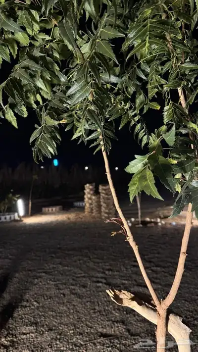 ( للايجار مخيم جديد ) مقابل مخطط الملك فهد 29
