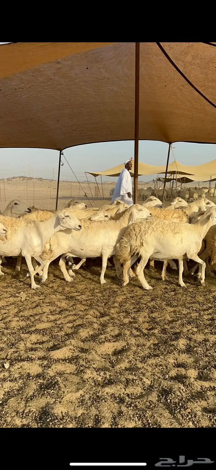 غنم حرية نقوة مراح عددها 100 تحتها 1 بفحلها 6