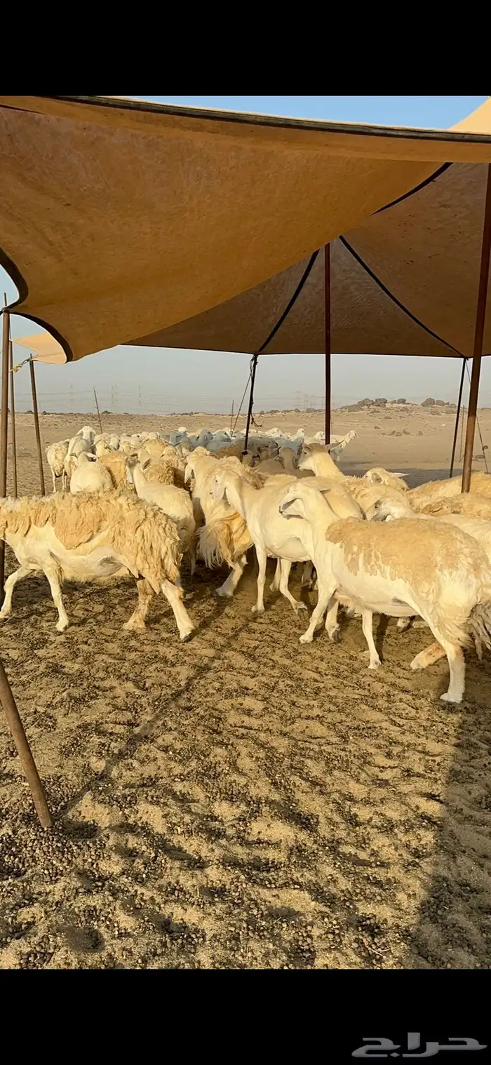 غنم حرية نقوة مراح عددها 100 تحتها 1 بفحلها 1