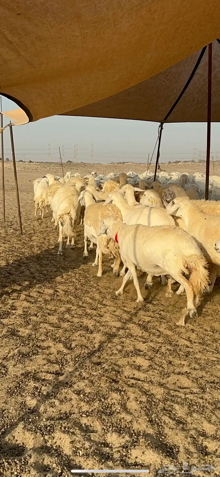 غنم حرية نقوة مراح عددها 100 تحتها 1 بفحلها 0